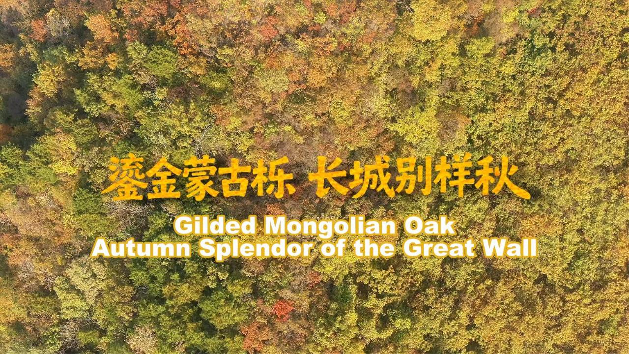 Gilded Mongolian oaks paint Mutianyu Great Wall in shifting golden hues