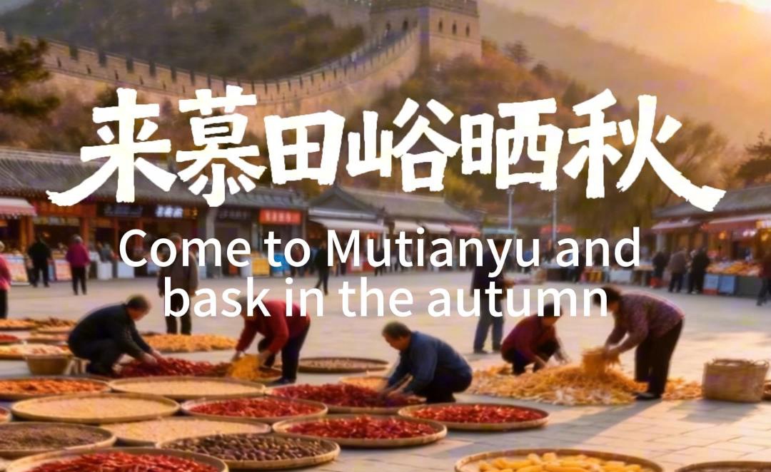 Golden autumn, golden chestnuts — come taste fall on the Great Wall!