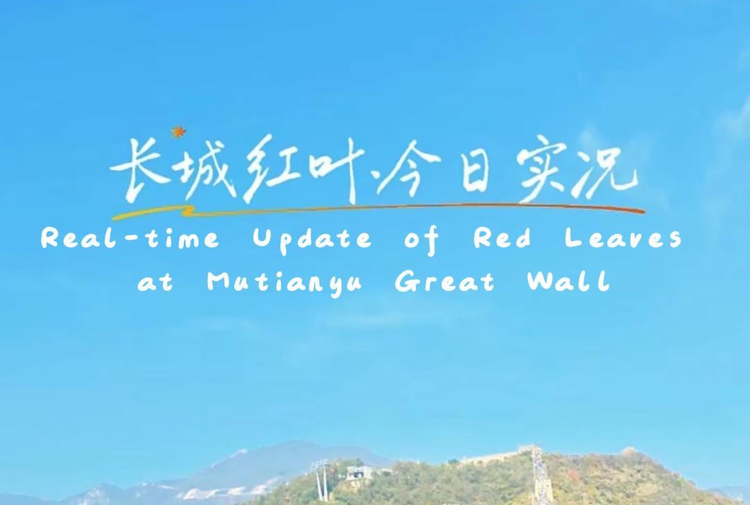 Real-time red leaf fun at Mutianyu Great Wall!
