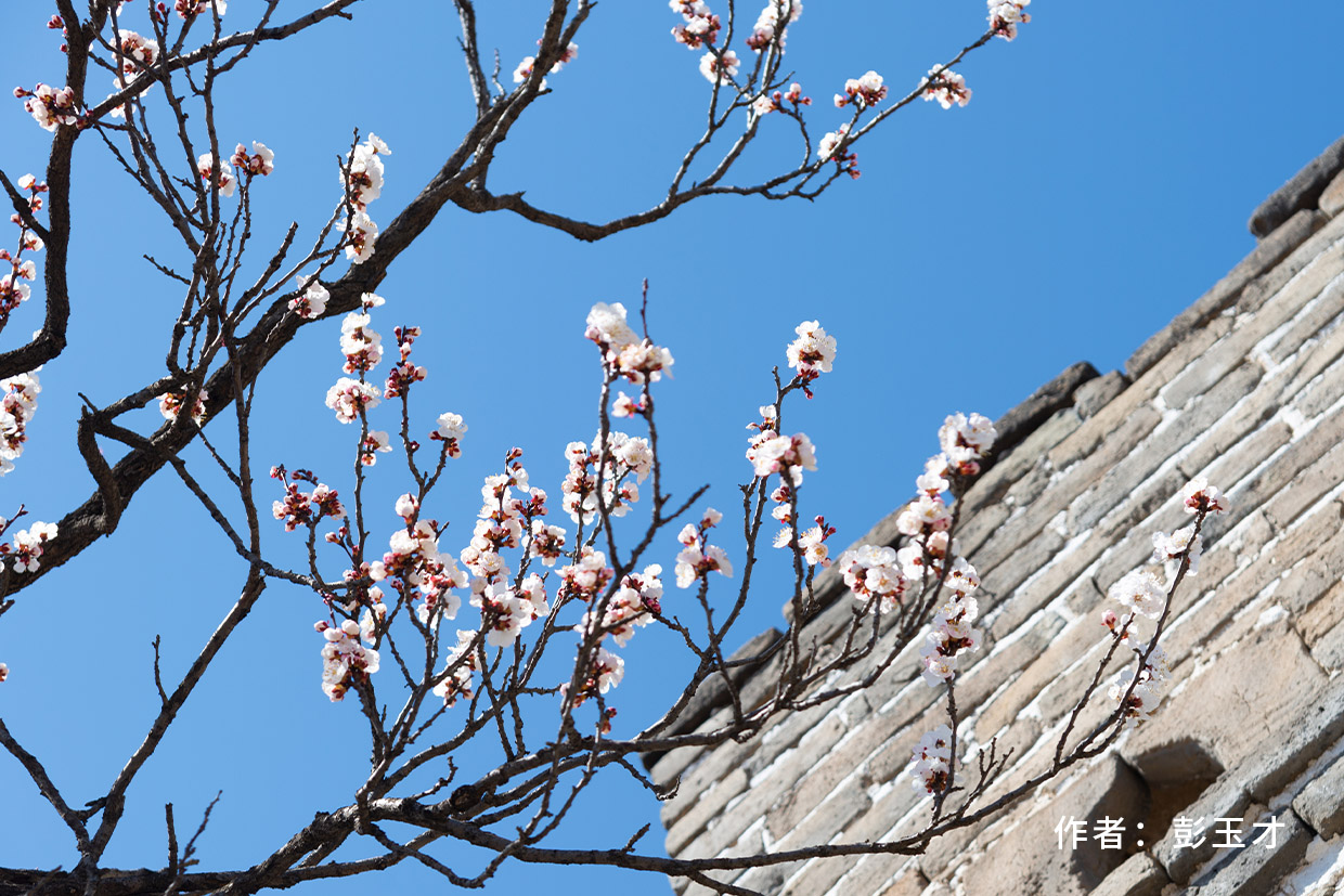 Mountain Flowers