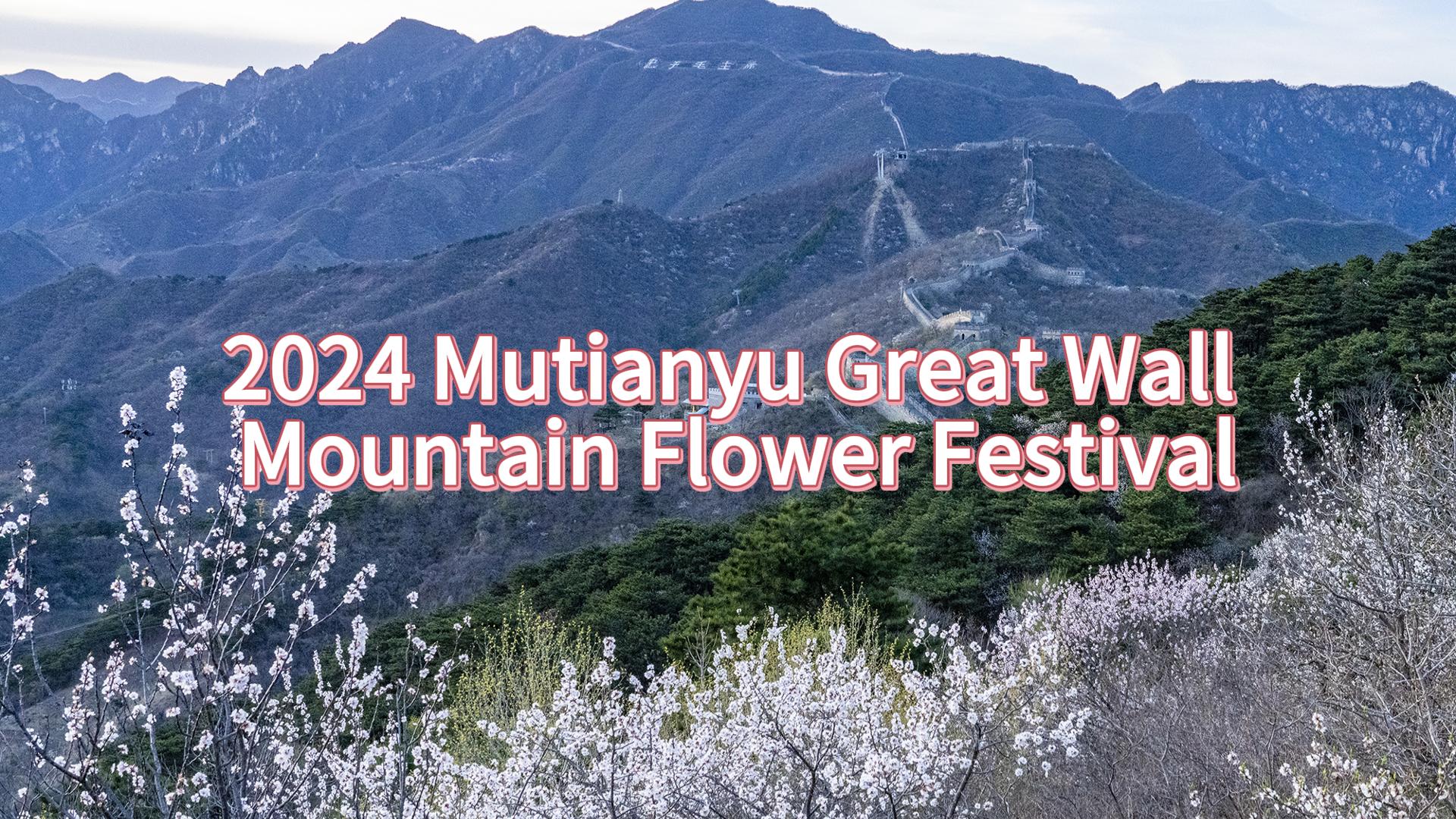 2024 Mutianyu Great Wall Mountain Flower Festival officially kicks off