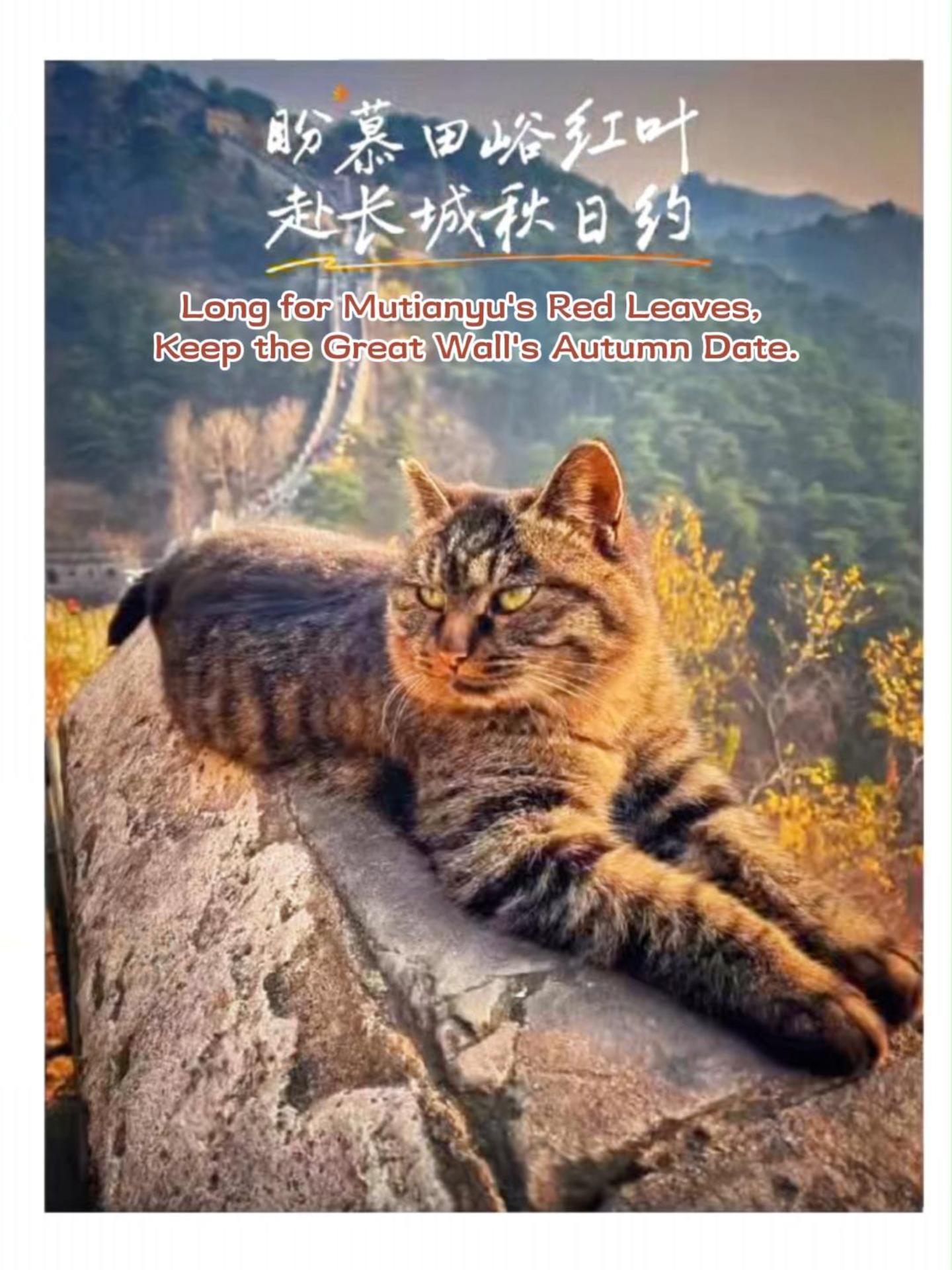 [Video] Long for Mutianyu's Red Leaves, Keep the Great Wall's Autumn Date