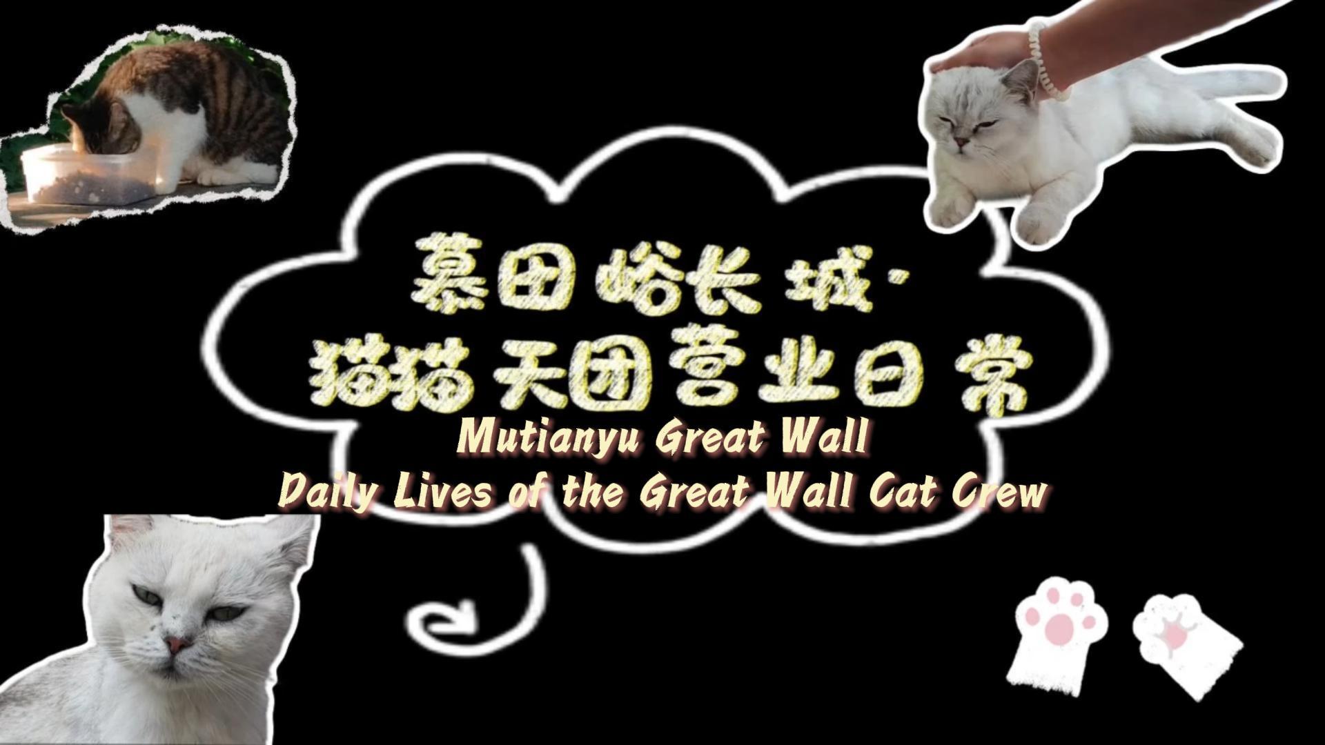 Come hike Mutianyu Great Wall and share a sweet moment with its resident cat crew!